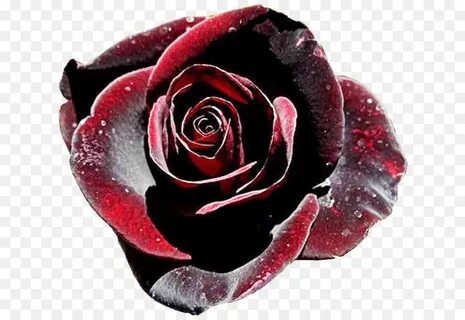 роза, черная роза, баккара