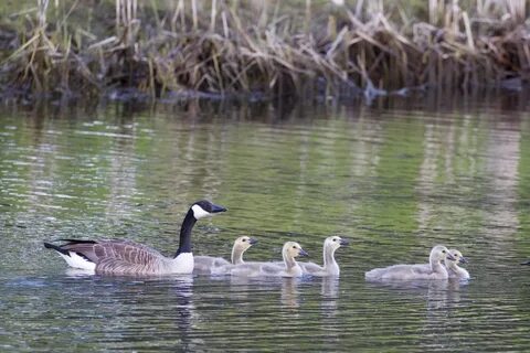 Geese! (And one not-a-goose) Jim C. Hines