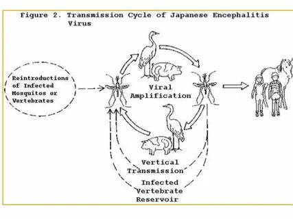 Vector Of Japanese B Encephalitis - housebz