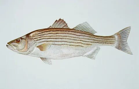RRSpin - Comment period open on striped bass management plan