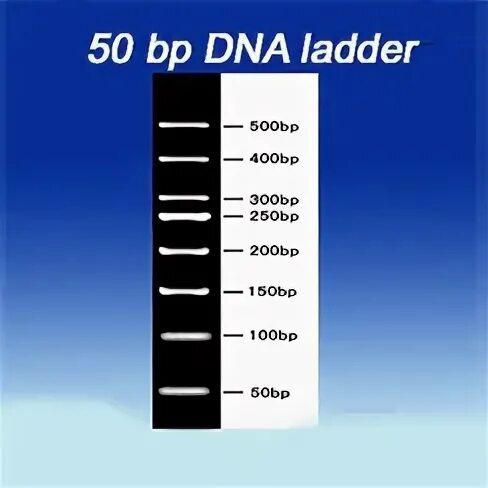 Buy Online DNA Ladders in India Biomall.in