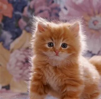 ginger kittens - Google Search Ginger kitten, Kittens cutest