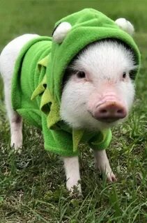 23 Wilbur ideas baby pigs, cute baby pigs, cute piglets