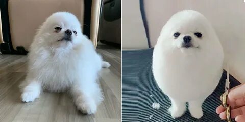 Singapore Has Her Own Egg Boy & This Fluffy Pomeranian Is Ta