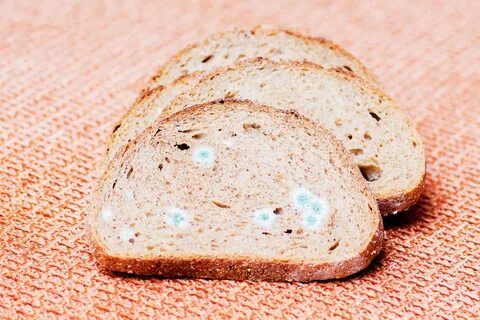 Can You Eat Moldy Bread Kitchn