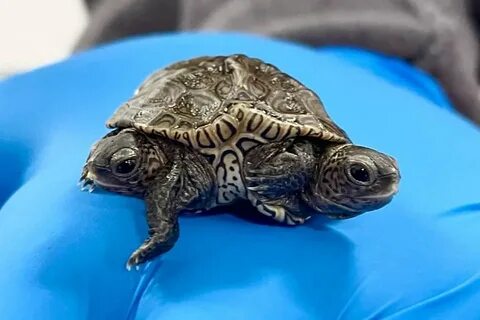 Barnstable Wildlife Center Welcomes Two-Headed Turtle