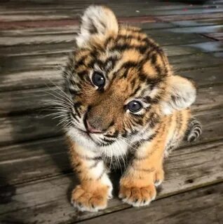 Animal Loverz 🐾 on Instagram: "Baby tiger!!😍 😄 Tag someone t