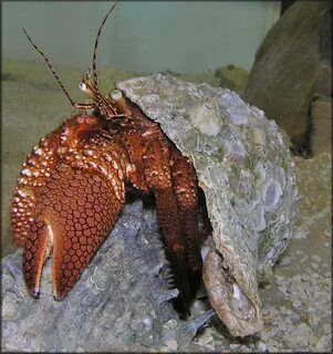 giant red hermit crab - Gulf Specimen Marine Lab