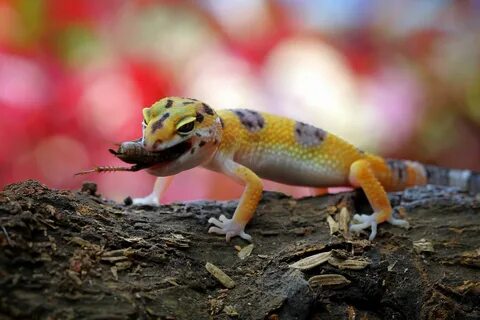 What Do Leopard Geckos Eat? The Complete Leopard Gecko Feedi