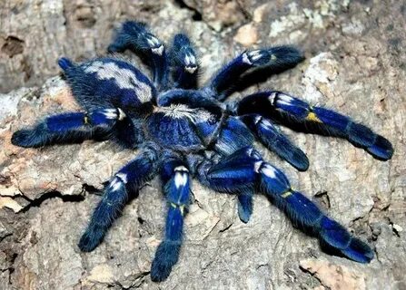 Blue jewel tarantula spider from India Poecilotheria metalli