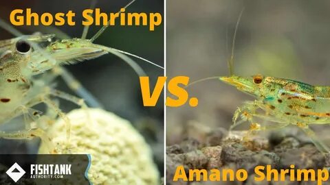 Amano Shrimp vs Ghost Shrimp: What's the Difference? - FishT