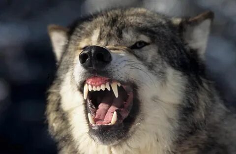 Grrrr.... Grey wolf, Wolf dog, Wolf photos
