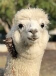 Cute Baby Alpaka - Baby alpaca. - 9GAG : Llama pictures,funn