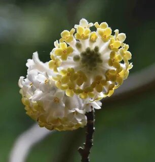 Edgeworthia chrysantha: Mitsumata The Biking Gardener