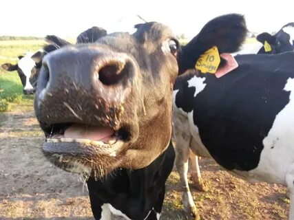 Shocking undercover dairy video hits home. * Dairy Carrie