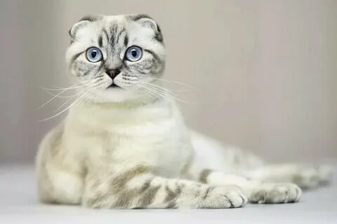 Шотландская вислоухая кошка. Описание породы, характер, фото