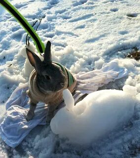 Bunny in a sweater built a snow bunny. With help from the hu