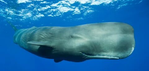 13 jenis ikan paus terbesar DI dunia.