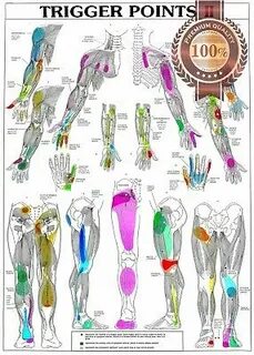 TRIGGER POINTS PART 2 ANATOMICAL DIAGRAM CHART ANATOMY PRINT