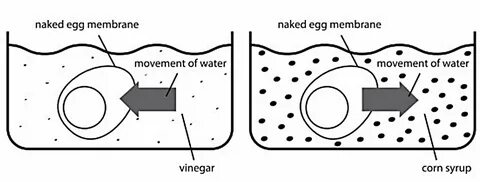 An Eggs-periment with Passive Transport - Biology with Miss.