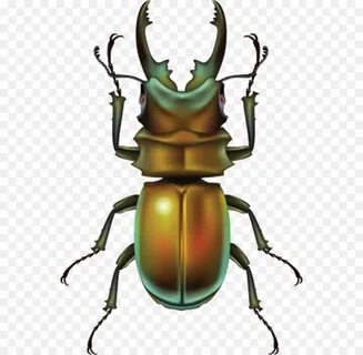 Beetle clipart rhinoceros beetle, Picture #270198 beetle cli