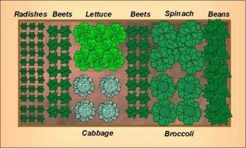 layout Fall garden vegetables, Garden layout vegetable, Fall