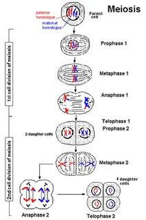 Meiosis Terminology Answers / Meiosis Terminology Drag The L