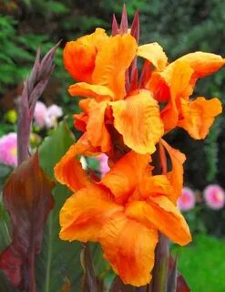 Canna 'Wyoming' (Canna Lily) A glamorous beauty with its opu