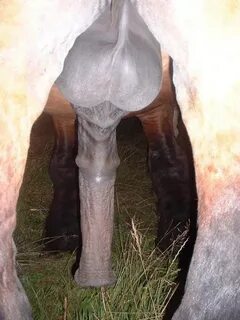 Horse dick. Whether it be real or not, lets see some good ho