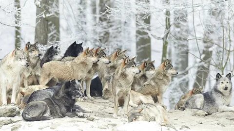 Wild Animals Wolf Many Wolves Chopper Wolves In Winter 4k Ul