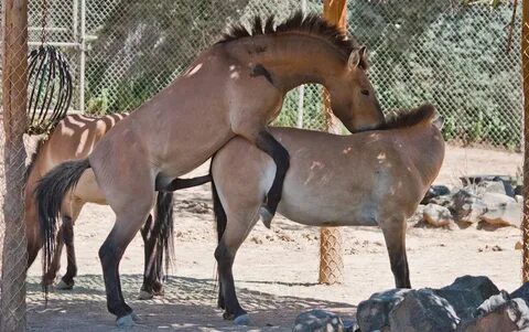 Mongolian Przewalskii Horses Mating (well, trying) - a photo