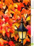 Lantern with Leaves stock image. Image of spiked, fall - 218