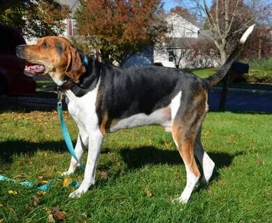 Treeing Walker Coonhound Dog Breed Information Your Dog Advi