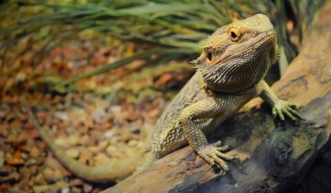 Do Bearded Dragons Pee? - A Few Good Pets