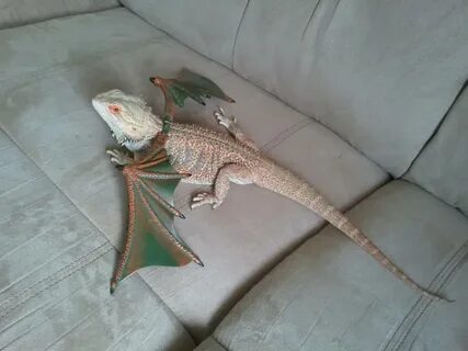 Frank likes to pretend he's a dragon. - Imgur