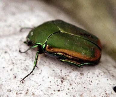 File:Figeater beetle.jpg - Wikipedia
