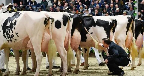 Die schönsten Kühe kämpfen um Miss-Titel Tiroler Tageszeitun