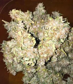 Jack Herer Auto / Green House Seeds: photos - GrowDiaries p4
