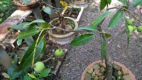 BONSAI MANGO TREE WITH MANGOES - YouTube