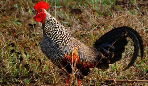 Grey Jungle Fowl - Vang's Fine Feathers