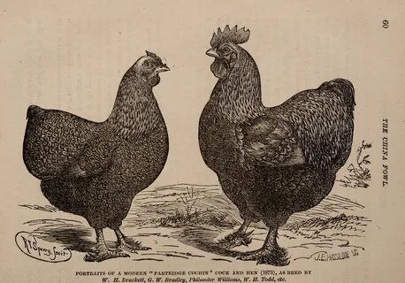 File:The China fowl - Shanghae, Cochin, and "Brahma. (1874) 