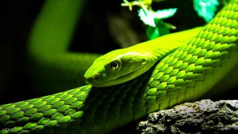 wallpaper eastern green mamba snake macro blur animals 4520