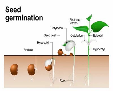 How Does A Seed Grow Into A Tree? " Science ABC Muhabarishaj