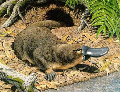 Interesting facts about Australian monotremes ! Platypus on 