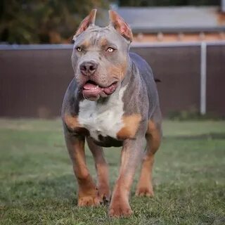 Beautiful Lilac tri-color American Bully female walking in t