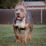 Newest tri color bully for sale Sale OFF - 72
