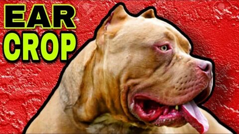 Ear Cropping Styles Pitbull And American Bully - YouTube