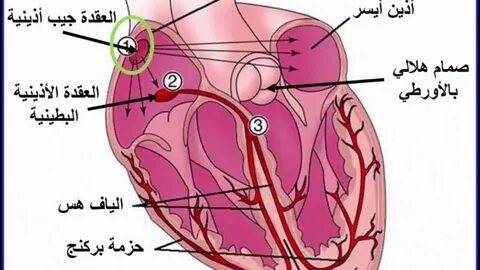 3 النقل في الانسان - ضربات القلب وضغط الدم - YouTube