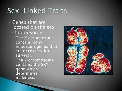 PPT - Patterns of Heredity and Human Genetics PowerPoint Pre