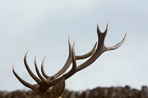 Branch Antlers Related Keywords & Suggestions - Branch Antle
